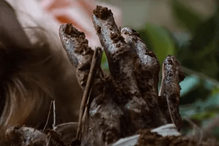 THE DAY OF THE LIVING BLOG